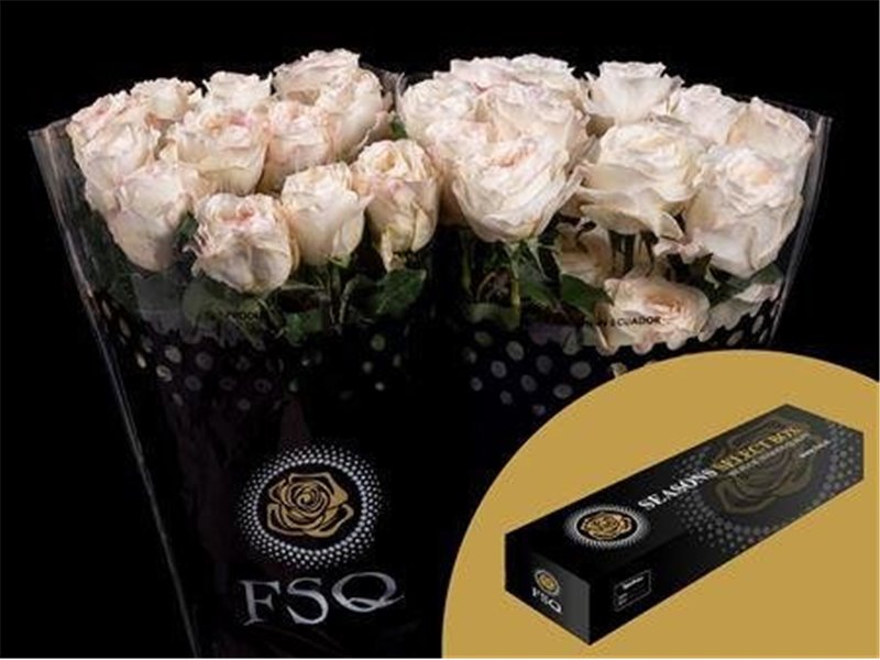 Vrtnica Gar Vicky Gardens Box c2874