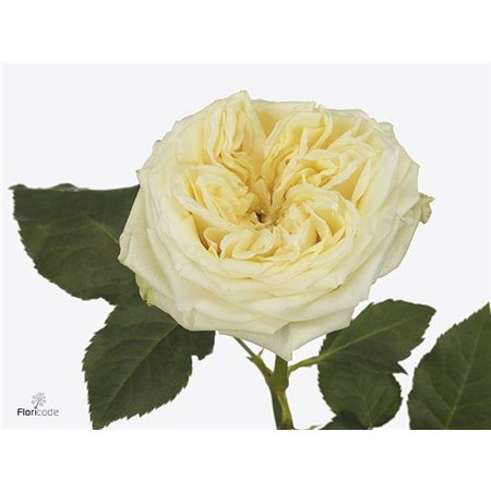 Vrtnica Garden Wedding Spirit c2889