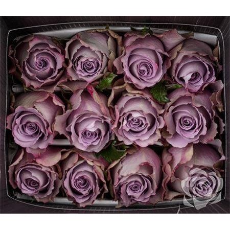 Vrtnica Grey Knights c2897