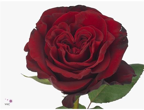 Vrtnica Hearts Box c2905