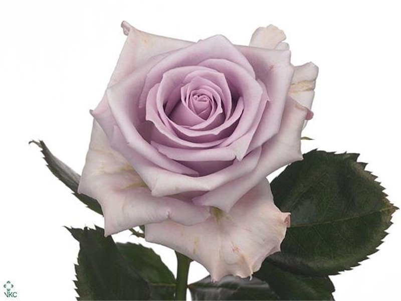 Vrtnica Ocean Song c2996