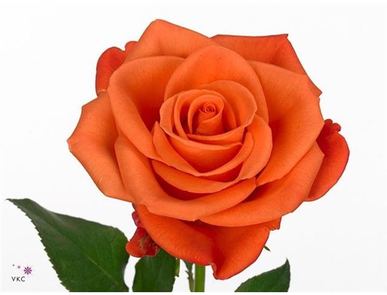 Vrtnica Orange Crush c3010
