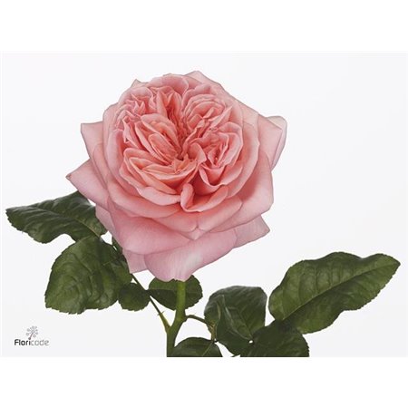 Vrtnica Pink X-pression Box c3039