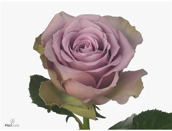 Vrtnica Think Pink c3102