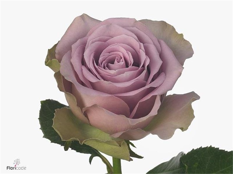 Vrtnica Think Pink c3102