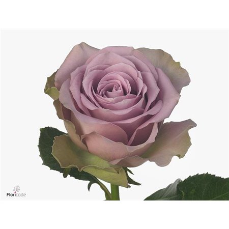 Vrtnica Think Pink c3102