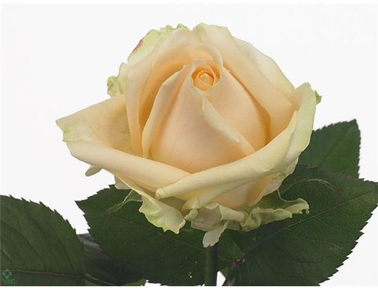 Vrtnica Avalanche Peach c3457