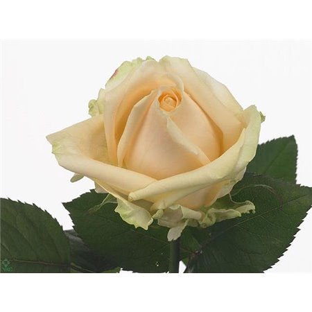 Vrtnica Avalanche Peach c3457
