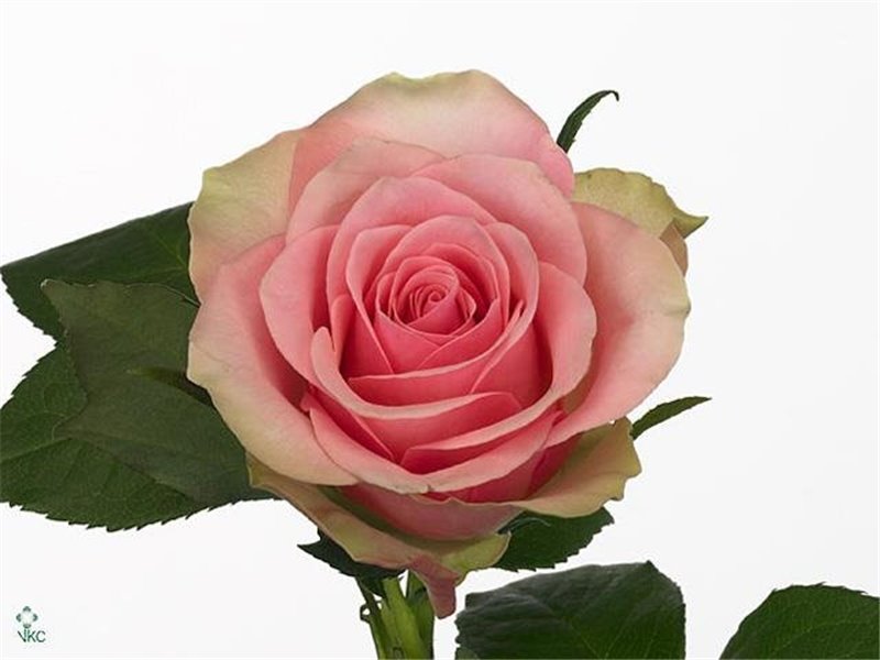 Vrtnica Belle Rose c3470
