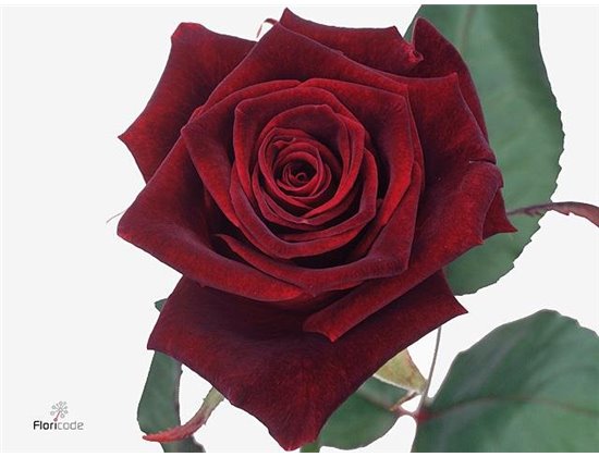 Vrtnica Black Baccara c3475