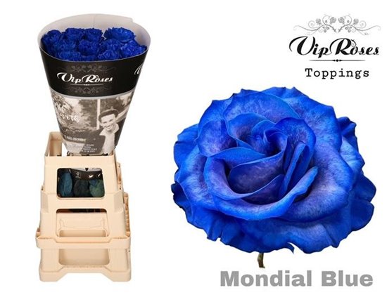 Vrtnica Blue Mondial Blue c3478