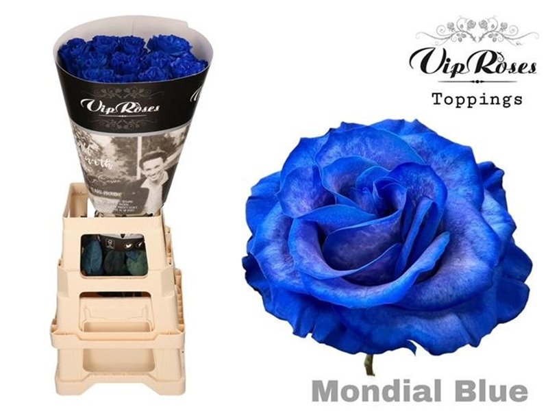 Vrtnica Blue Mondial Blue c3478