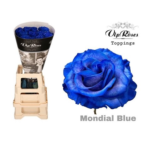 Vrtnica Blue Mondial Blue c3478