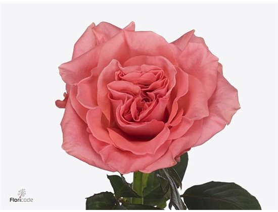 Vrtnica Blushing Reeva c3483