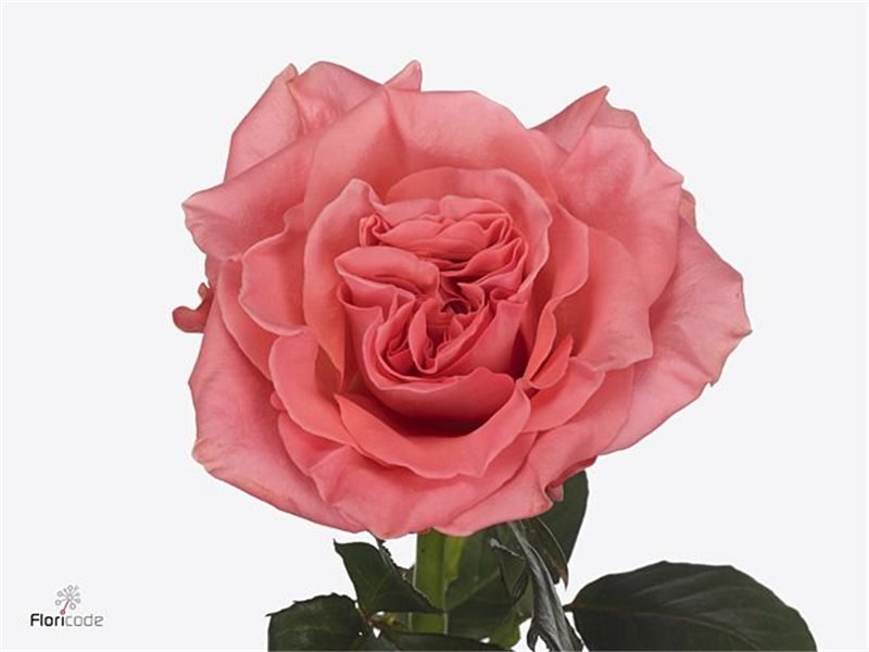 Vrtnica Blushing Reeva c3483