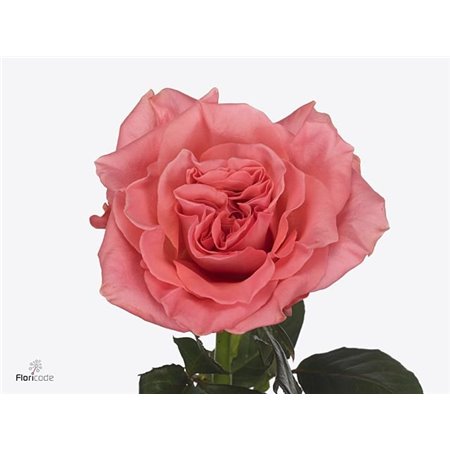 Vrtnica Blushing Reeva c3483
