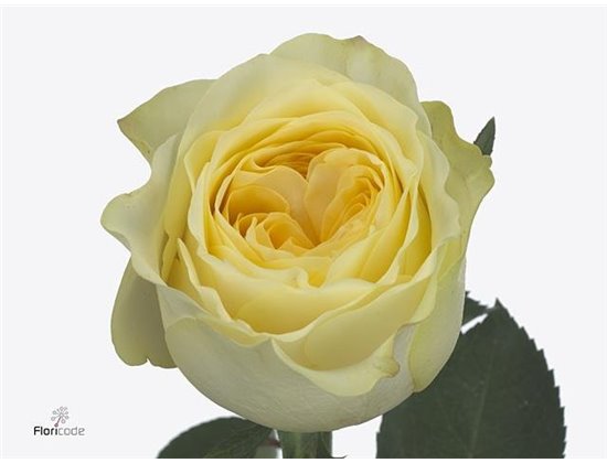 Vrtnica Buttercup c3495