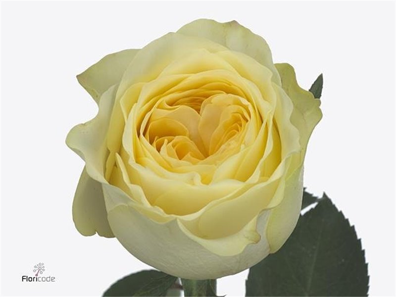 Vrtnica Buttercup c3497
