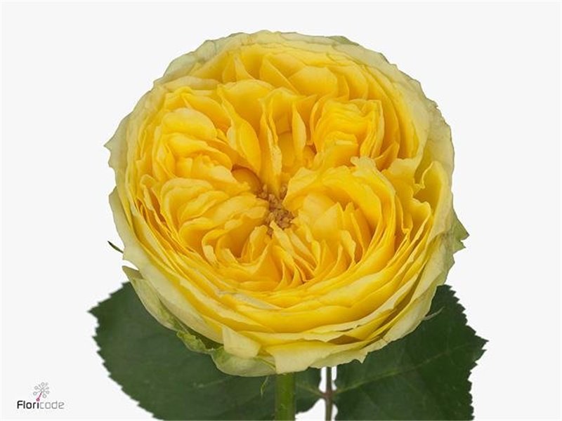 Vrtnica Carpediem Ll c3517
