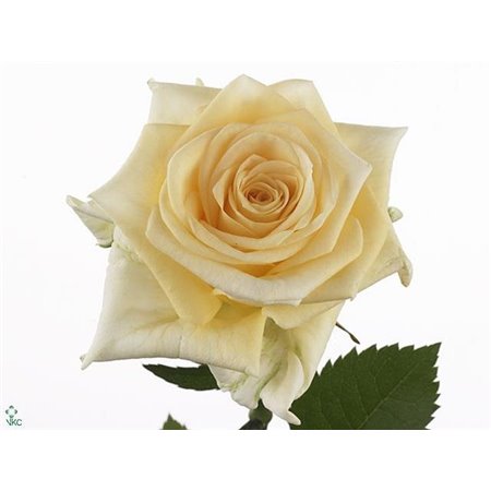 Vrtnica Cream Xpression c3544
