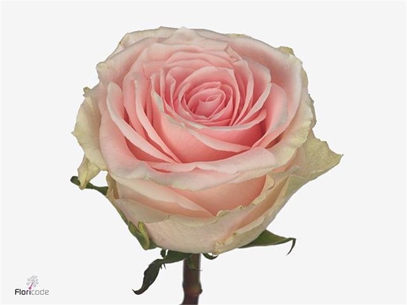 Vrtnica Duchesse c3569