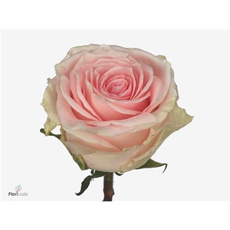 Vrtnica Duchesse c3569
