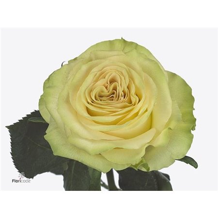 Vrtnica Duchesse c3570
