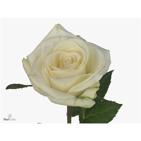 Vrtnica Felicity c3607