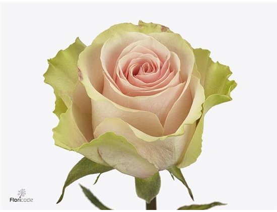 Vrtnica Frutetto c3626