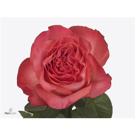 Vrtnica Garden Coral Reeva c3630