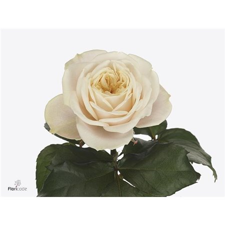 Vrtnica Garden Cream Xpression c3631