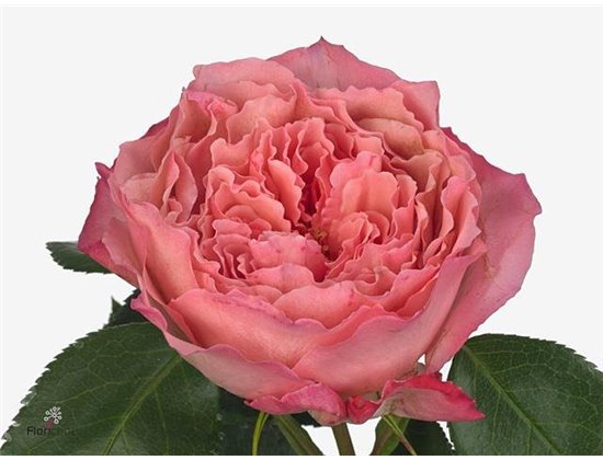 Vrtnica Garden Mayra S Rose c3637