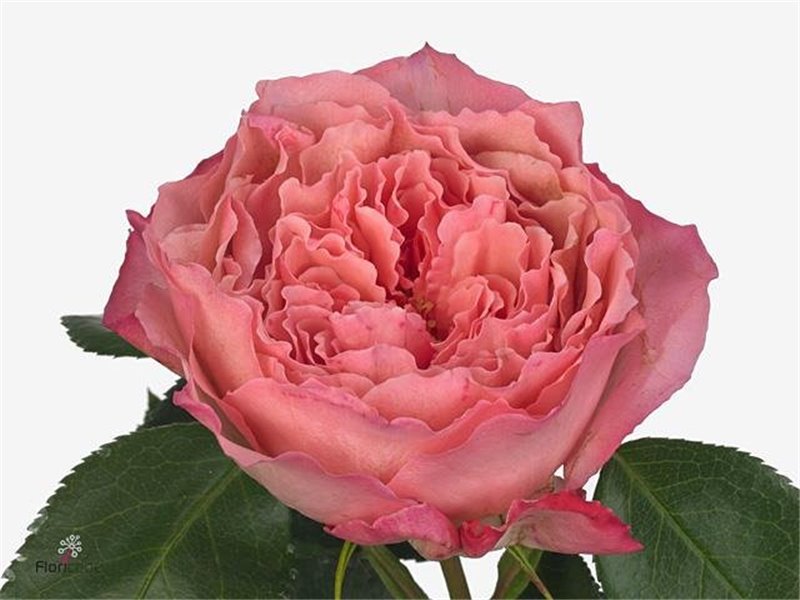 Vrtnica Garden Mayra S Rose c3637