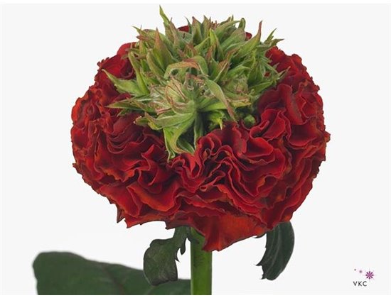 Vrtnica Garden Red Eye c3644