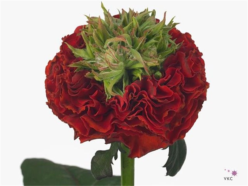 Vrtnica Garden Red Eye c3644