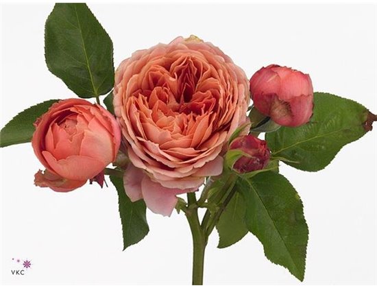 Vrtnica Garden Romantic Antike c3648