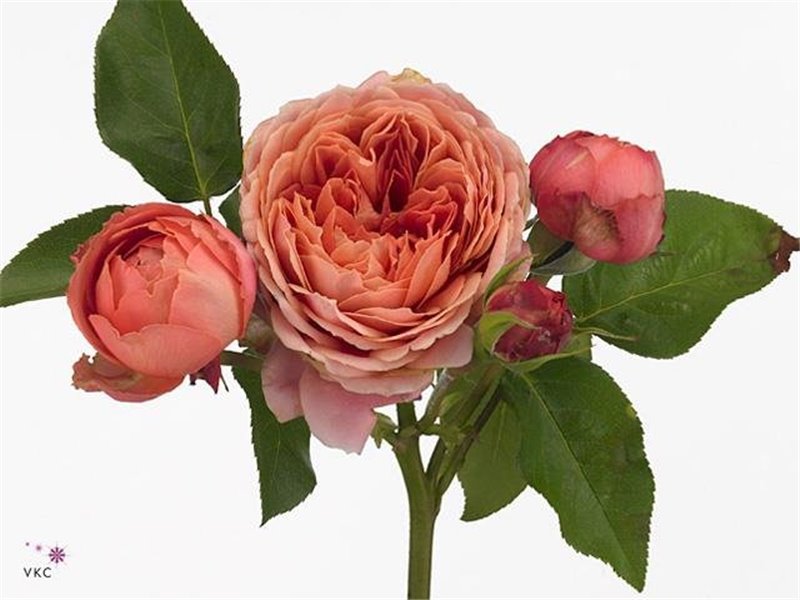 Vrtnica Garden Romantic Antike c3648