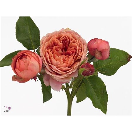 Vrtnica Garden Romantic Antike c3648
