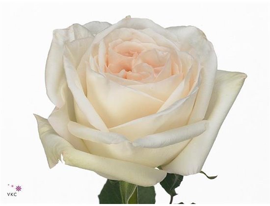 Vrtnica Garden White Ohara c3653