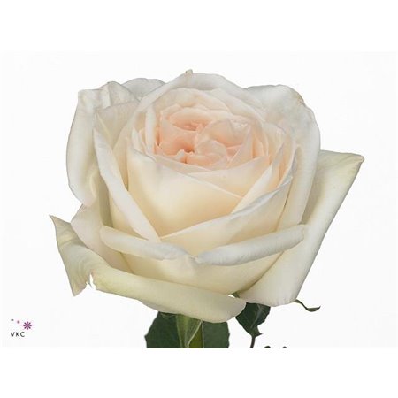 Vrtnica Garden White Ohara c3653