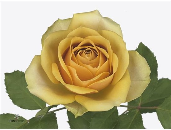 Vrtnica Golden Mustard c3656