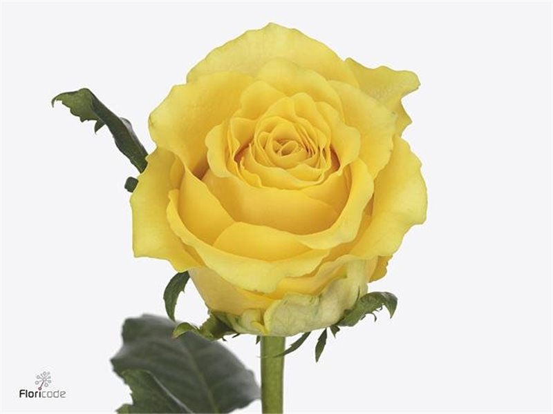 Vrtnica Golden Smile c3659