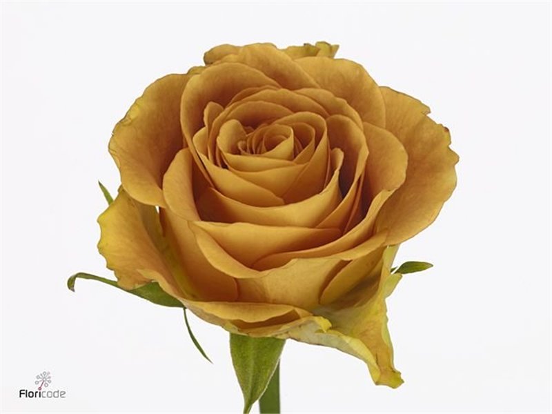 Vrtnica Heart Of Gold c3664