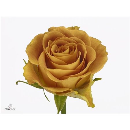 Vrtnica Heart Of Gold c3664
