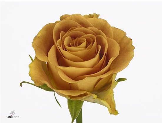 Vrtnica Heart Of Gold c3665
