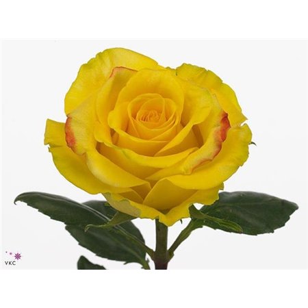 Vrtnica High & Yellow Magic c3688