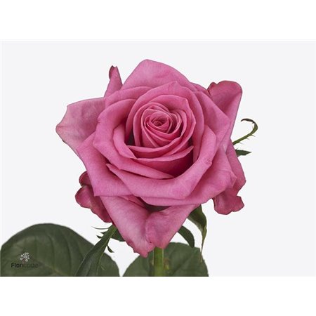Vrtnica Kiss Me Kate c3710