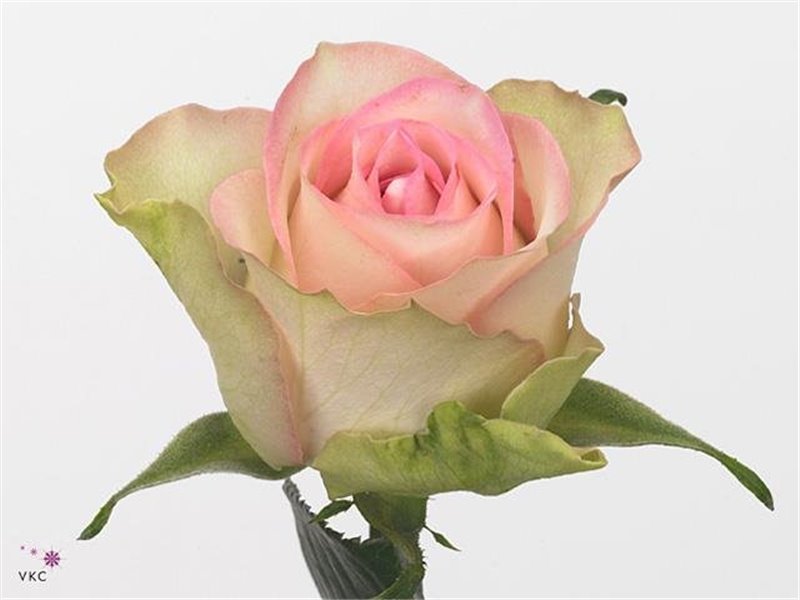 Vrtnica Lovely Jewel c3724