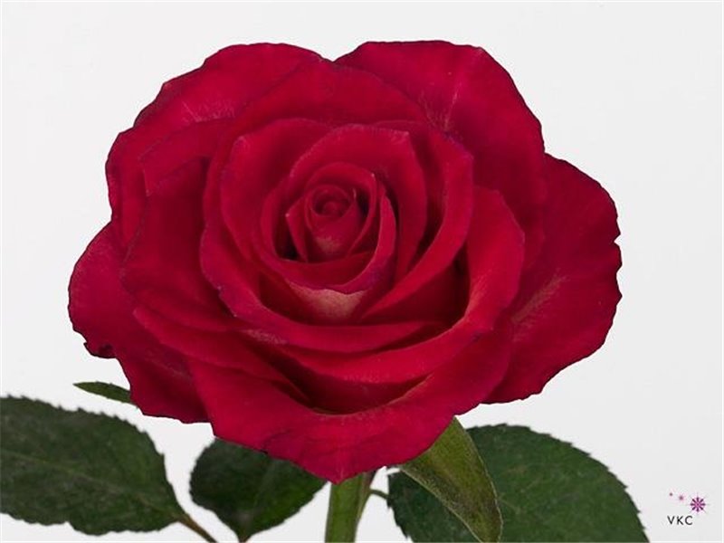 Vrtnica Nicoletta c3787