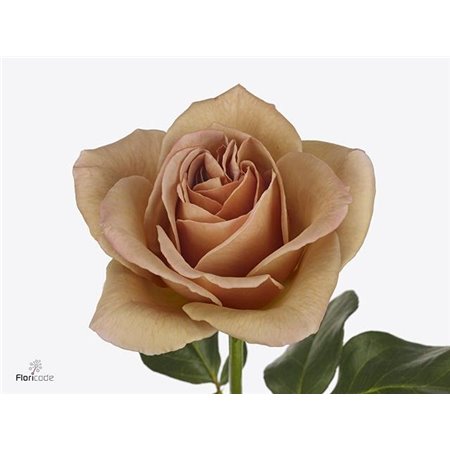Vrtnica Parfum Cafe Latte c3819
